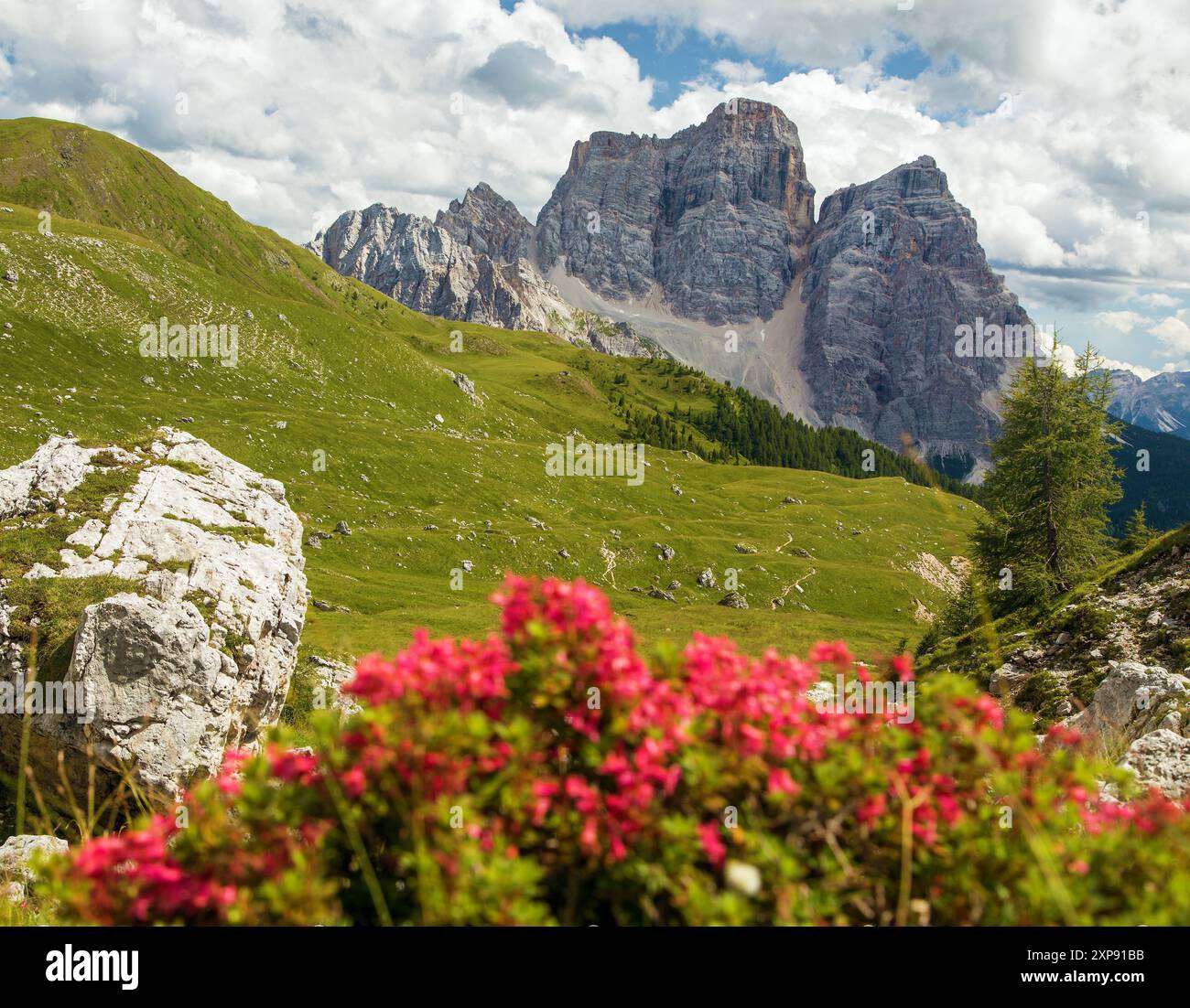 Mont Pelmo, vue sur les fleurs de montagne rouge Monte Pelmo, Tyrol du Sud, Alpes Dolomites montagnes, Italie Europe Banque D'Images