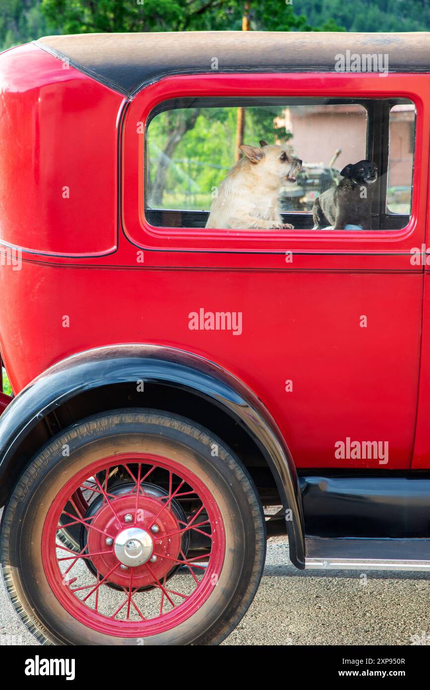 Deux petits chiens de protection dans une voiture antique attendant leur propriétaire. Chama, Nouveau-Mexique Banque D'Images