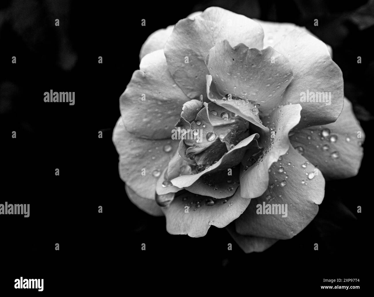 Rose noire et blanche avec gouttes de pluie - photographie d'art - Une photographie en noir et blanc frappante d'une rose ornée de gouttes de pluie. Banque D'Images