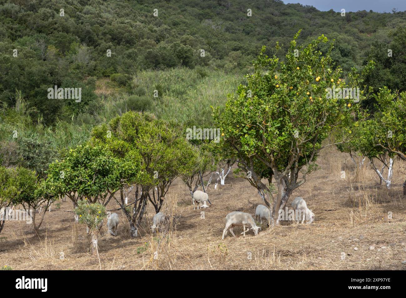 Moutons qui paissent parmi les agrumes en zone forestière Banque D'Images