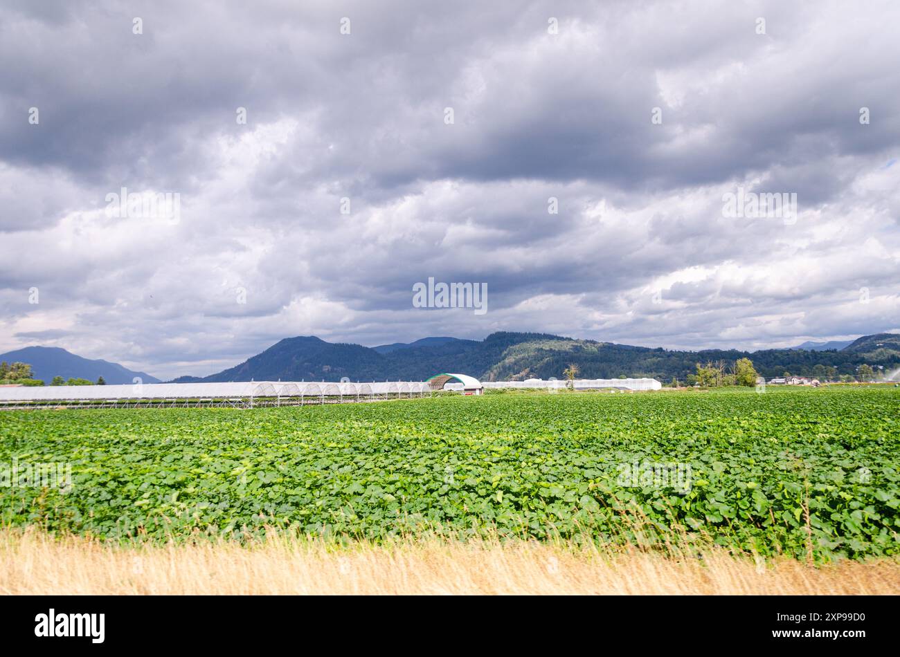 Fermes agricoles à Mission, vallée du Fraser, Colombie-Britannique, Canada Banque D'Images
