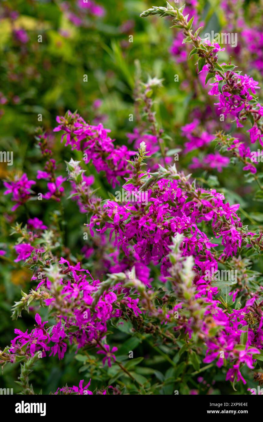 Purple Fleurs sauvages Banque D'Images
