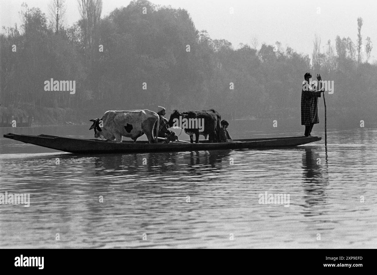 Un homme cachemirien traverse la rivière Jhelum avec ses vaches près du village rural d'Afan - Cachemire Inde - 1988 Banque D'Images