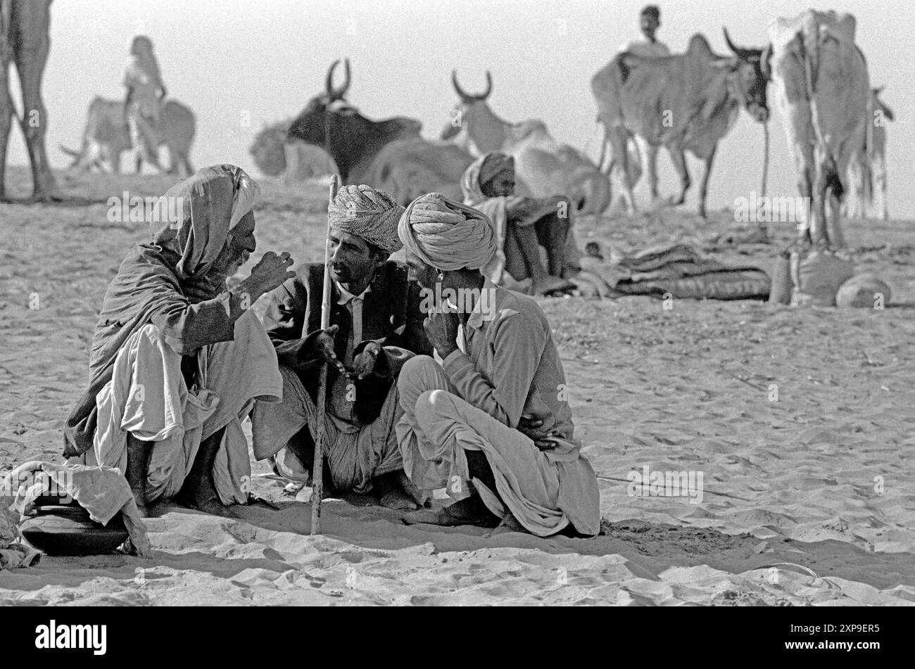 Les chameaux sont achetés et vendus à la Foire annuelle des chameaux de Pushkar pendant la pleine lune de novembre chaque année à Pushkar, Inde - 1989 Banque D'Images