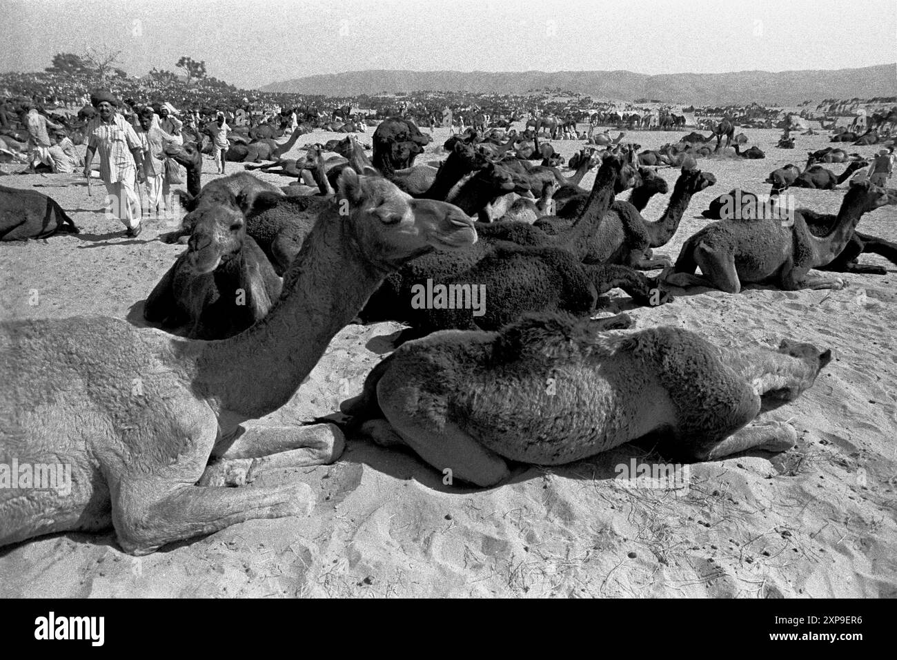 Les chameaux sont achetés et vendus à la Foire annuelle des chameaux de Pushkar pendant la pleine lune de novembre chaque année à Pushkar, Inde - 1989 Banque D'Images