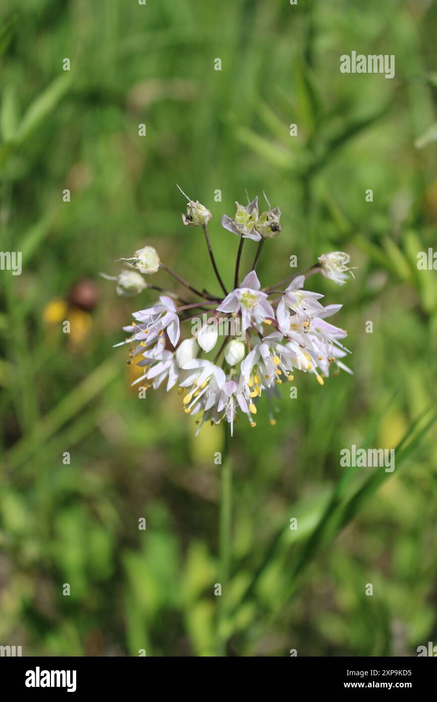 Hocher la tête des fleurs sauvages d'oignon à Iroquois Woods à Park Ridge, Illinoi Banque D'Images