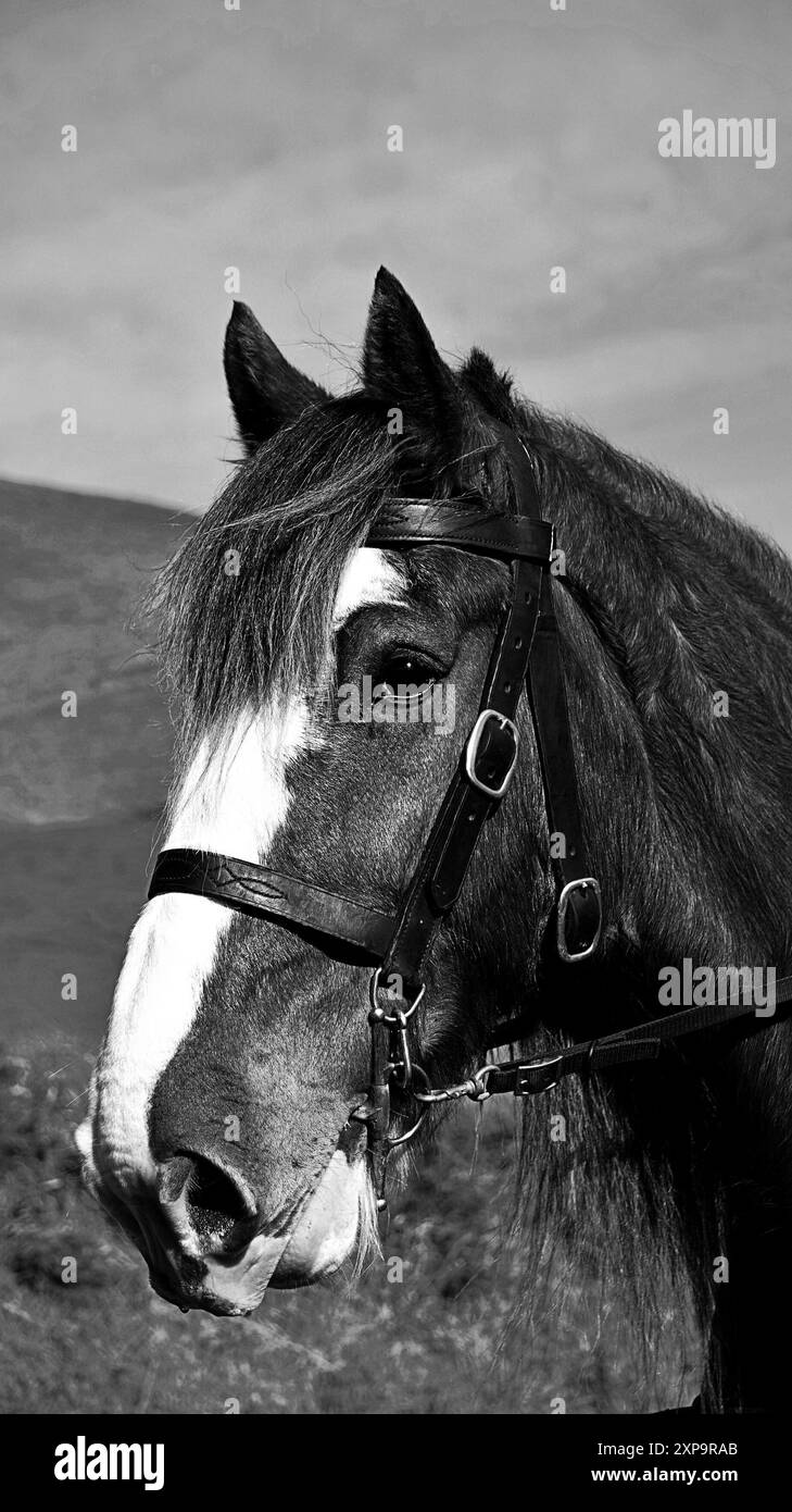 Photographie en noir et blanc d'un cheval Banque D'Images