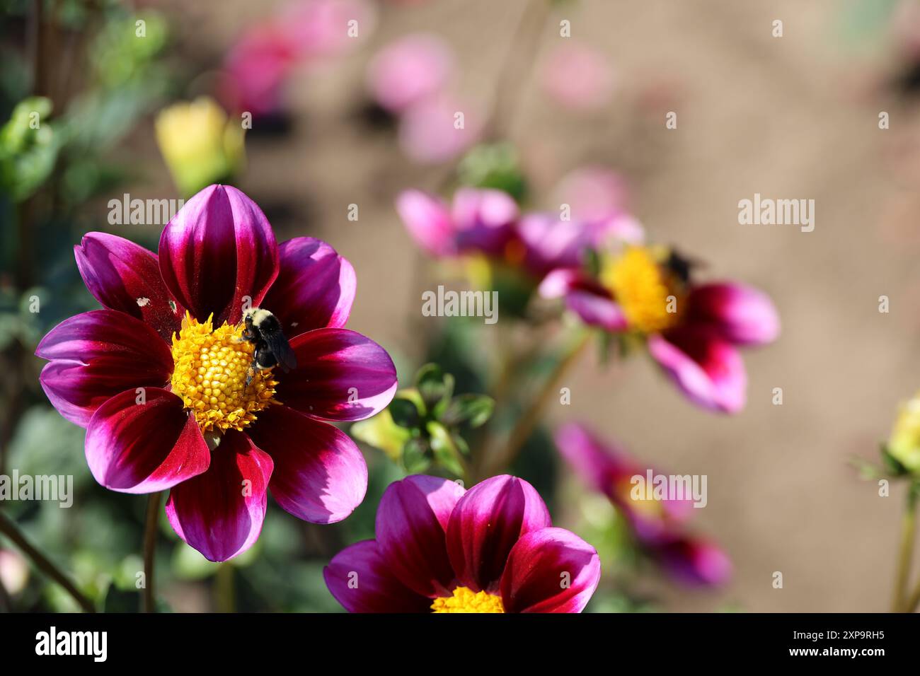 Bashful Dahlia Banque D'Images