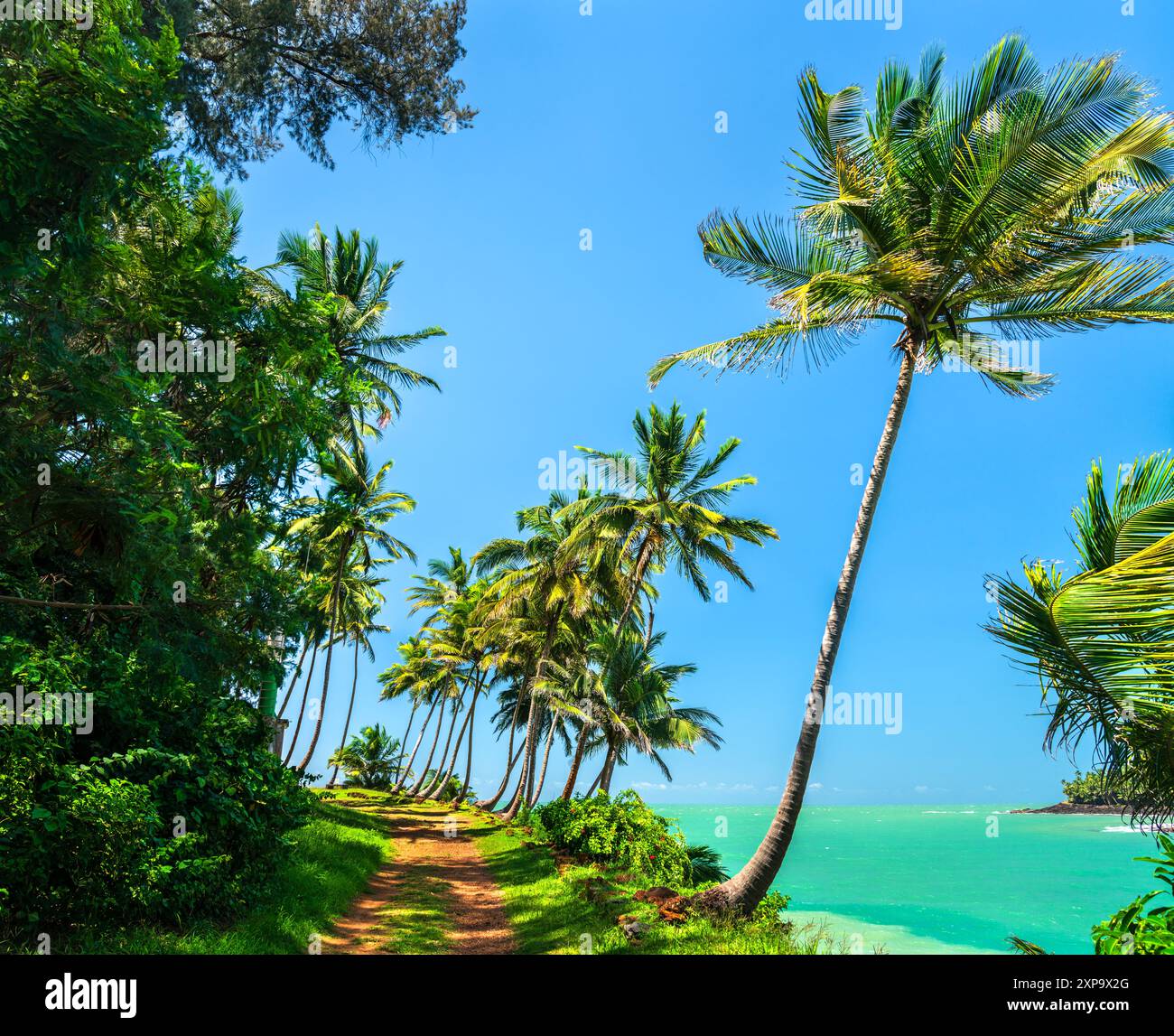 Palmiers le long de la côte de l'Isle Royale, l'une des îles du Salut en Guyane française, Amérique du Sud Banque D'Images