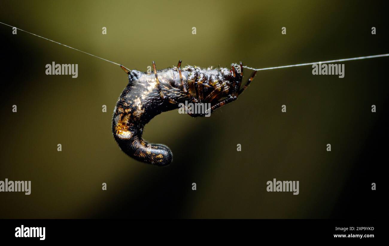 Araignée noire, araignée Cyclosa à ventre long sur une toile d'araignée, la scène détaillée montre l'essence brute de la nature, avec des jambes velues ajoutant l'effrayant, le predat Banque D'Images