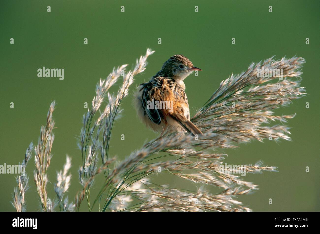 Cisticola ou paruline fantôme striée (Cisticola juncidis) Banque D'Images