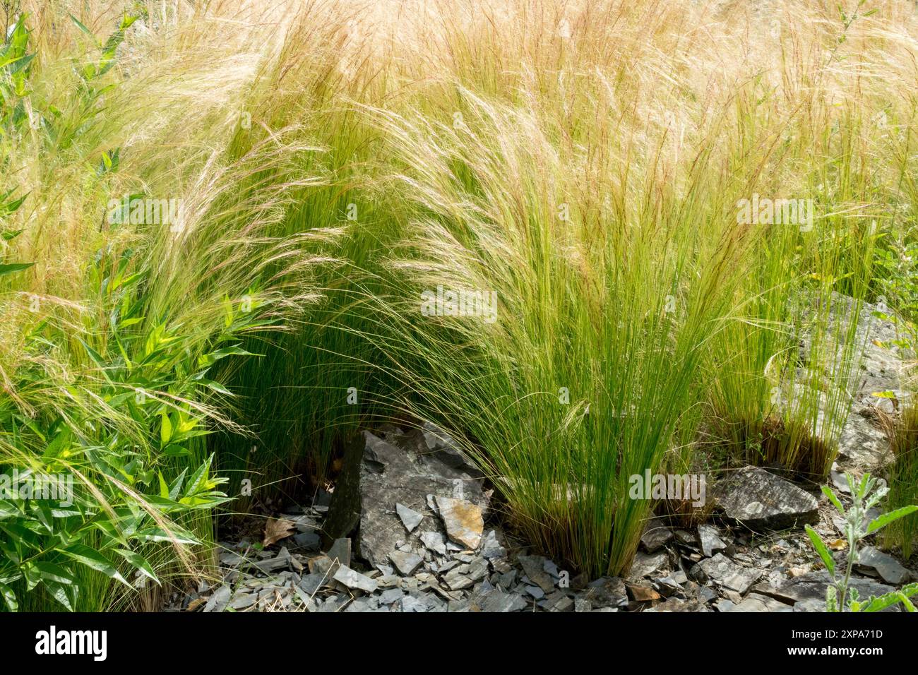 Stipa tenuissima Pony Tails plantes de jardin, herbes ornementales Tuft Banque D'Images