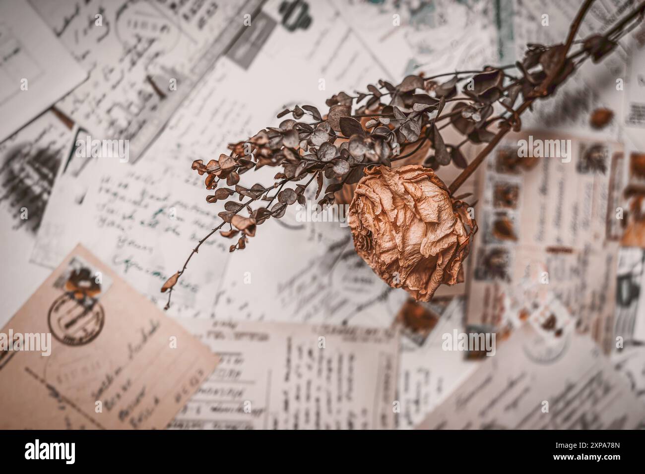 Rose séchée unique et feuilles posées sur des lettres et des cartes postales vintage, nostalgie, temps et souvenirs Banque D'Images