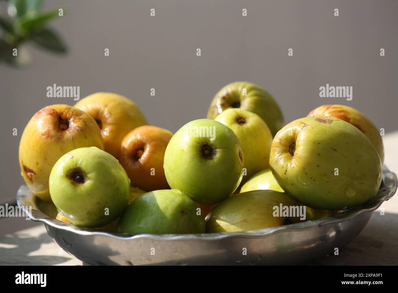 Jujube indien ou Ber (Ziziphus mauritiana) dans un bol : (pix Sanjiv Shukla) Banque D'Images