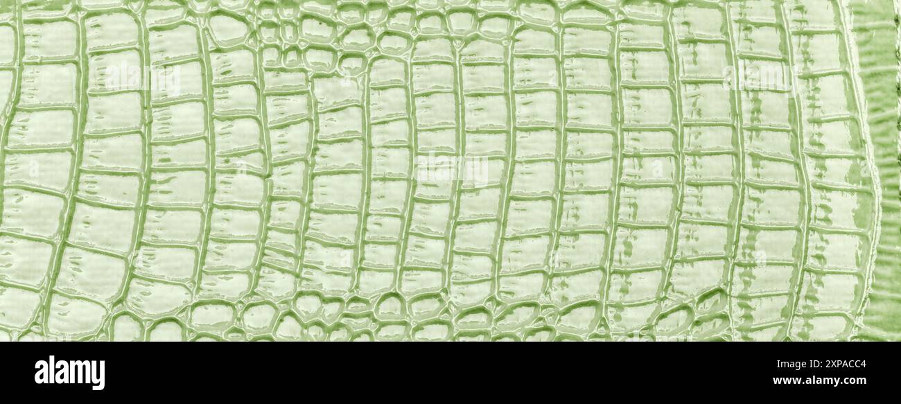 La texture en cuir vert, fond libre. Peau de reptile d'olive légère, macro. La structure de la nature du textile. Toile décorative crocodile de luxe. Banque D'Images
