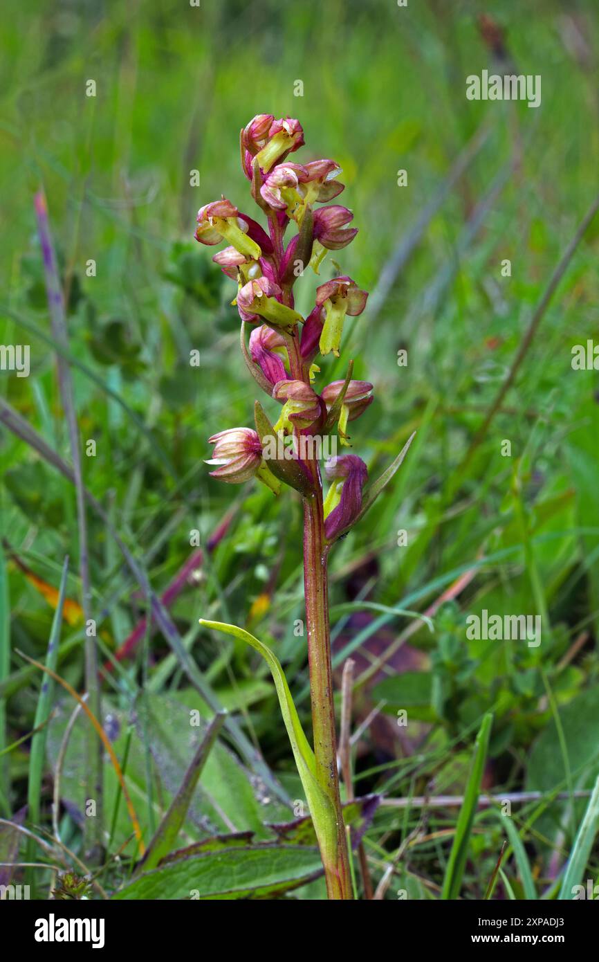 Dactylorhiza viridis (orchidée de grenouille) se trouve dans les parties les plus froides de l'hémisphère Nord. On le trouve dans les prairies humides et les bois feuillus humides. Banque D'Images