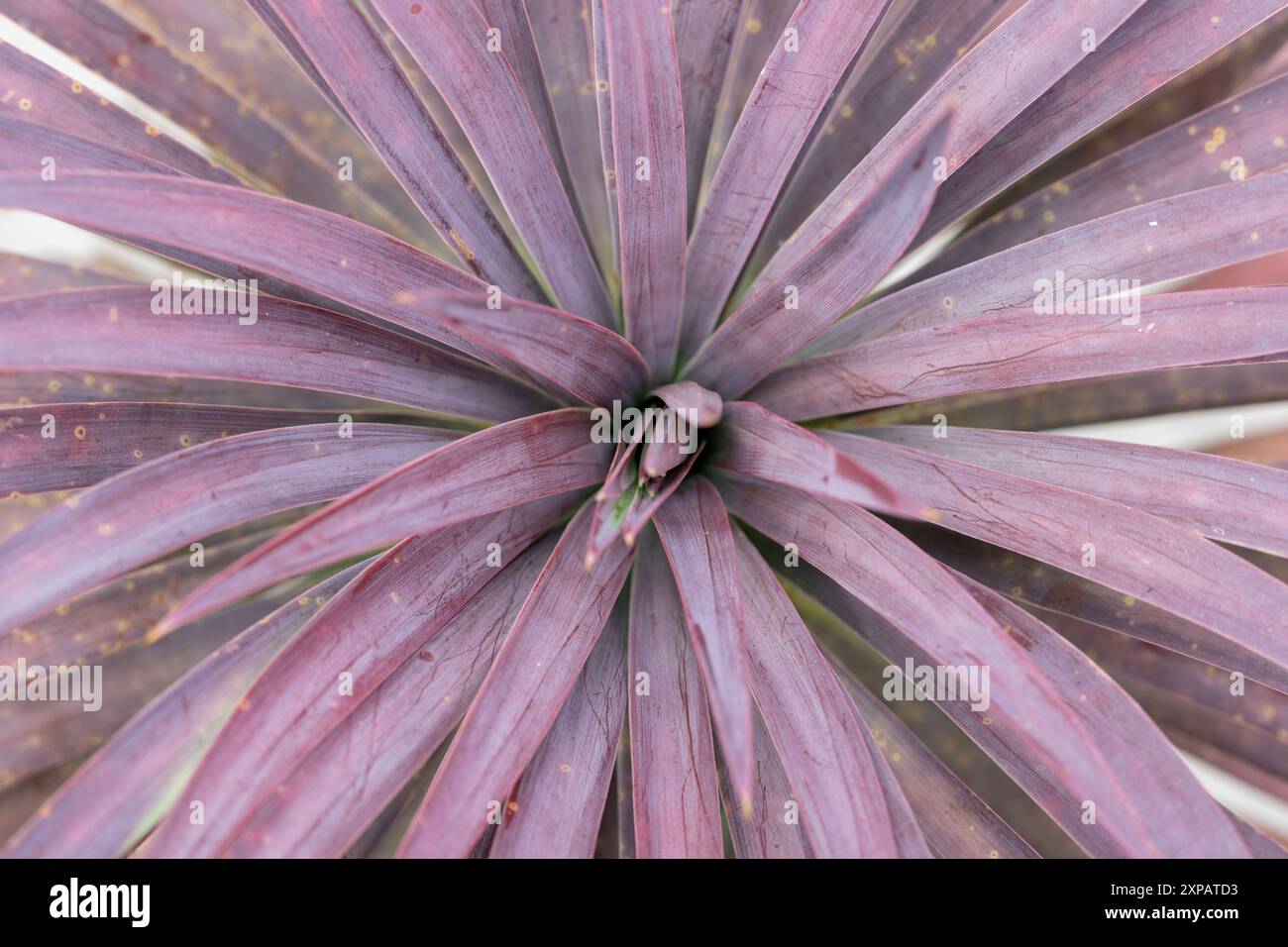 vue rapprochée de la plante yucca desmetiana Banque D'Images