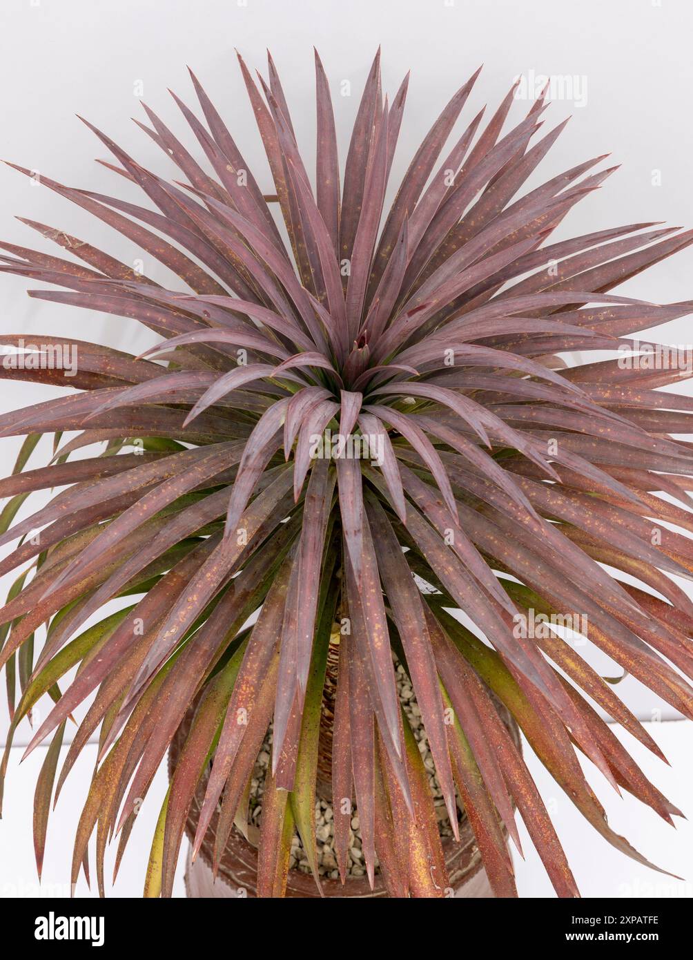 Gros plan d'une plante de yucca desmetiana Banque D'Images