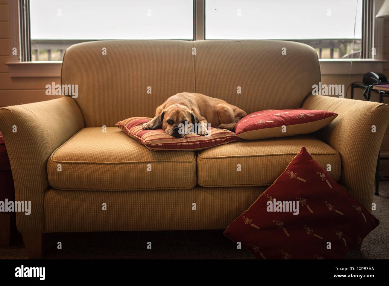 Chien Puggle brun dormant sur un canapé bronzé devant la fenêtre Banque D'Images