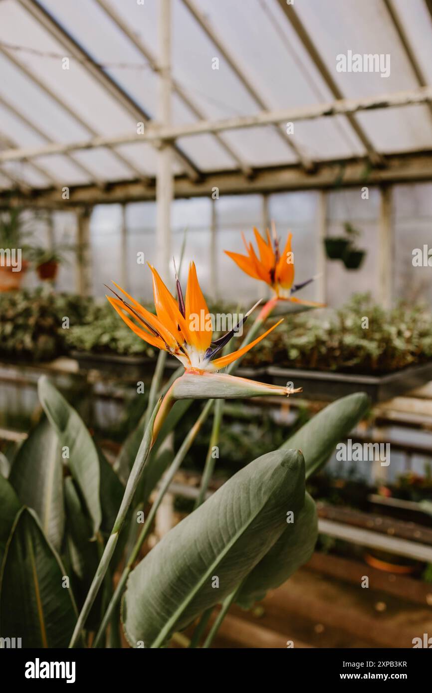 Gros plan de fleurs Bird of Paradise dans un cadre de serre Banque D'Images