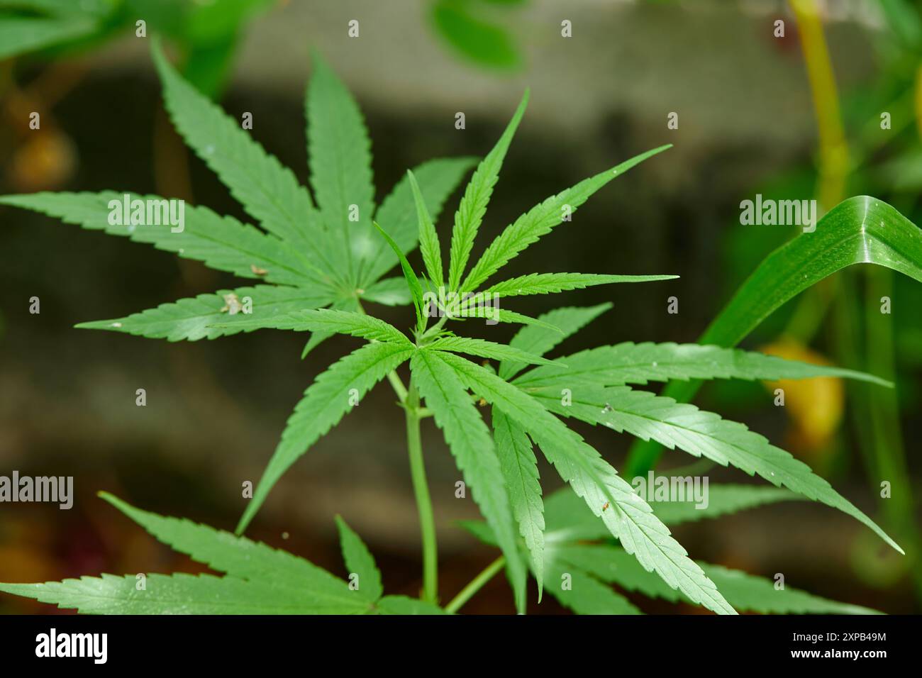 Vue rapprochée du cannabis grandissant sur le terrain Banque D'Images
