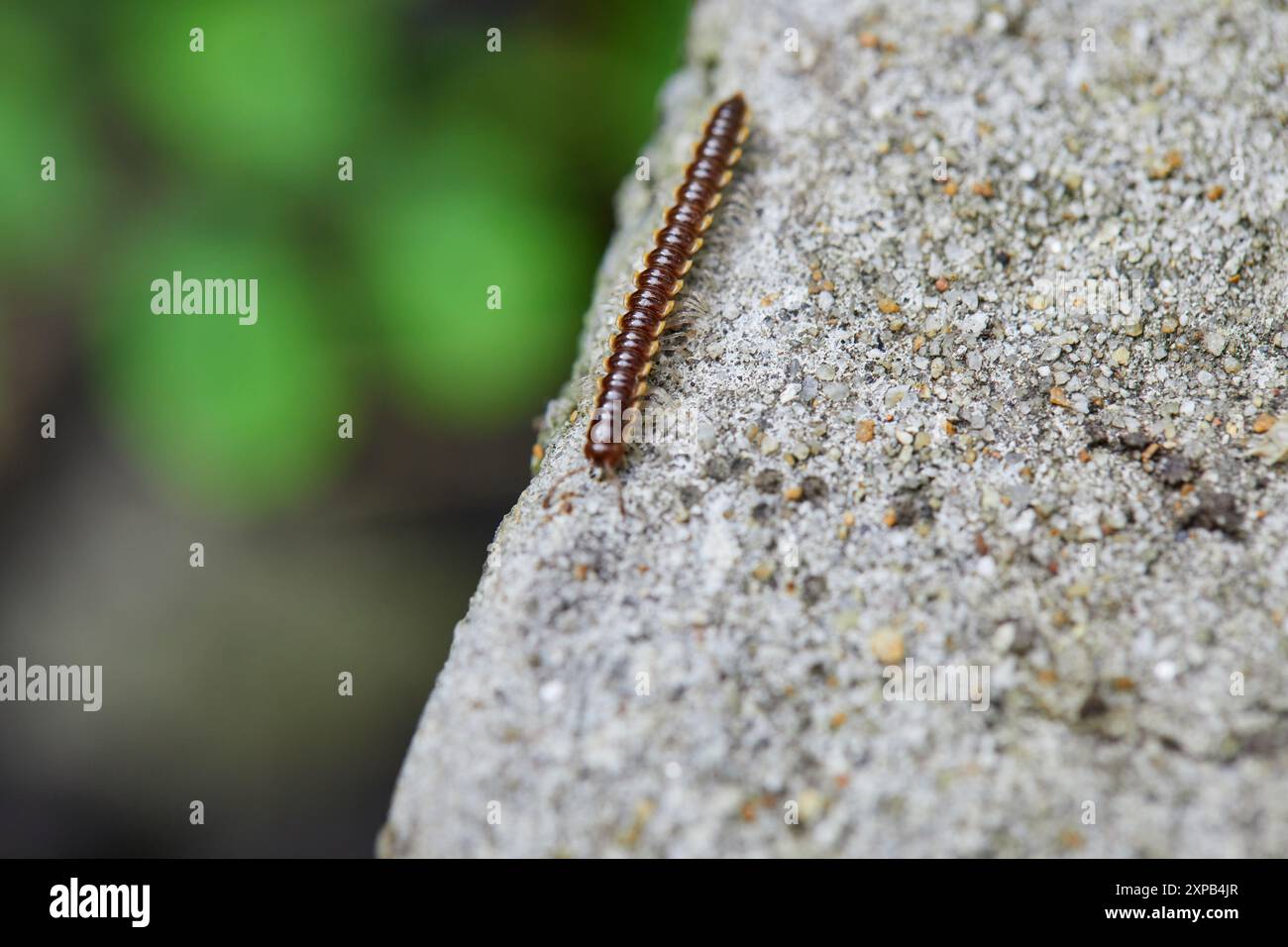 Vue rapprochée des coutures Millipede (Orthomorpha enghoffi sp.) dans la nature Banque D'Images