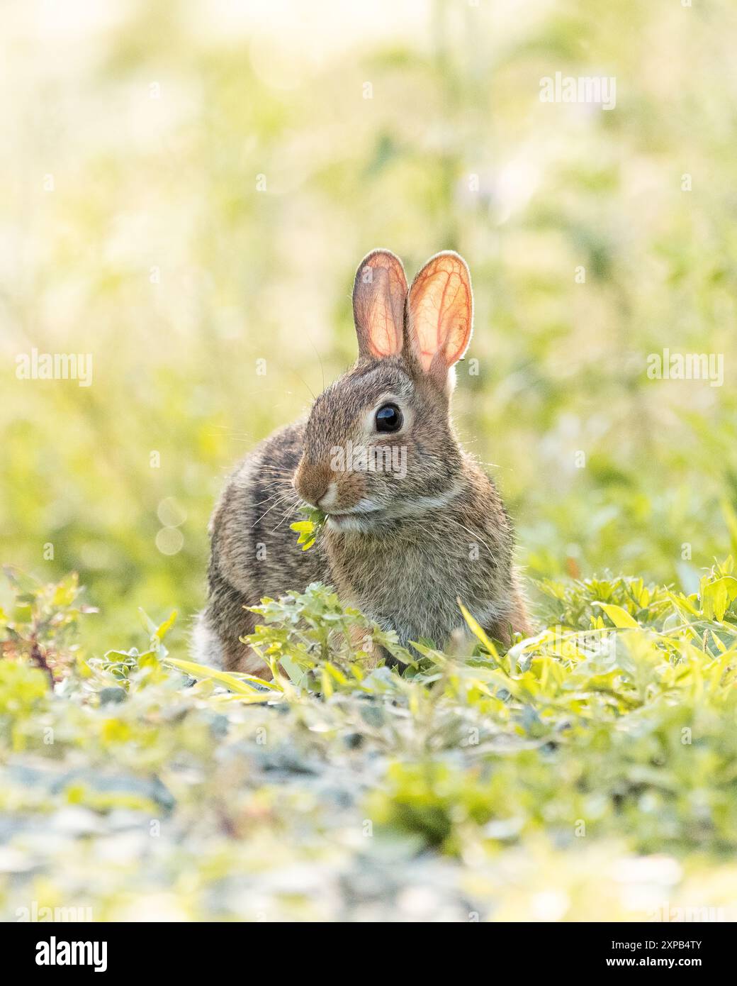 Lapin Eastern Cottontail mangeant des mauvaises herbes dans l'herbe Banque D'Images