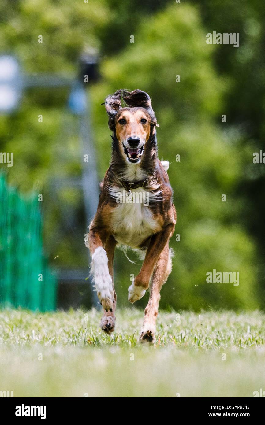 Saluki Sight Hound chien courir leurre course chien sport Banque D'Images