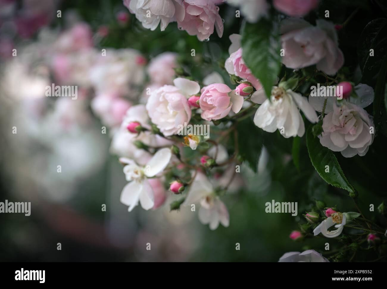 Roses roses et blanches dans le jardin Banque D'Images