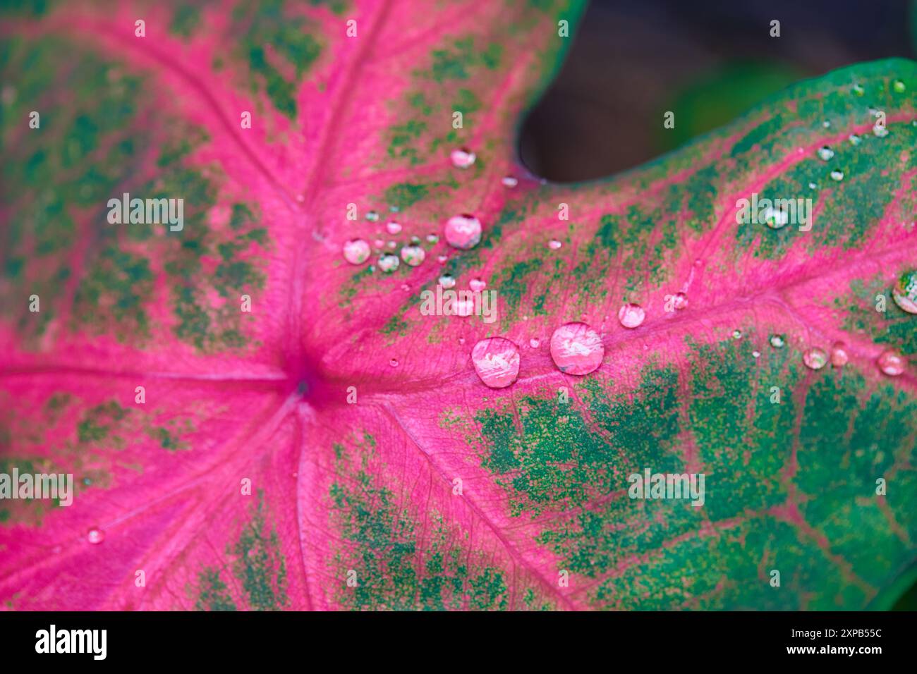 Vue rapprochée des gouttes d'eau sur la feuille rose de Caladium Banque D'Images