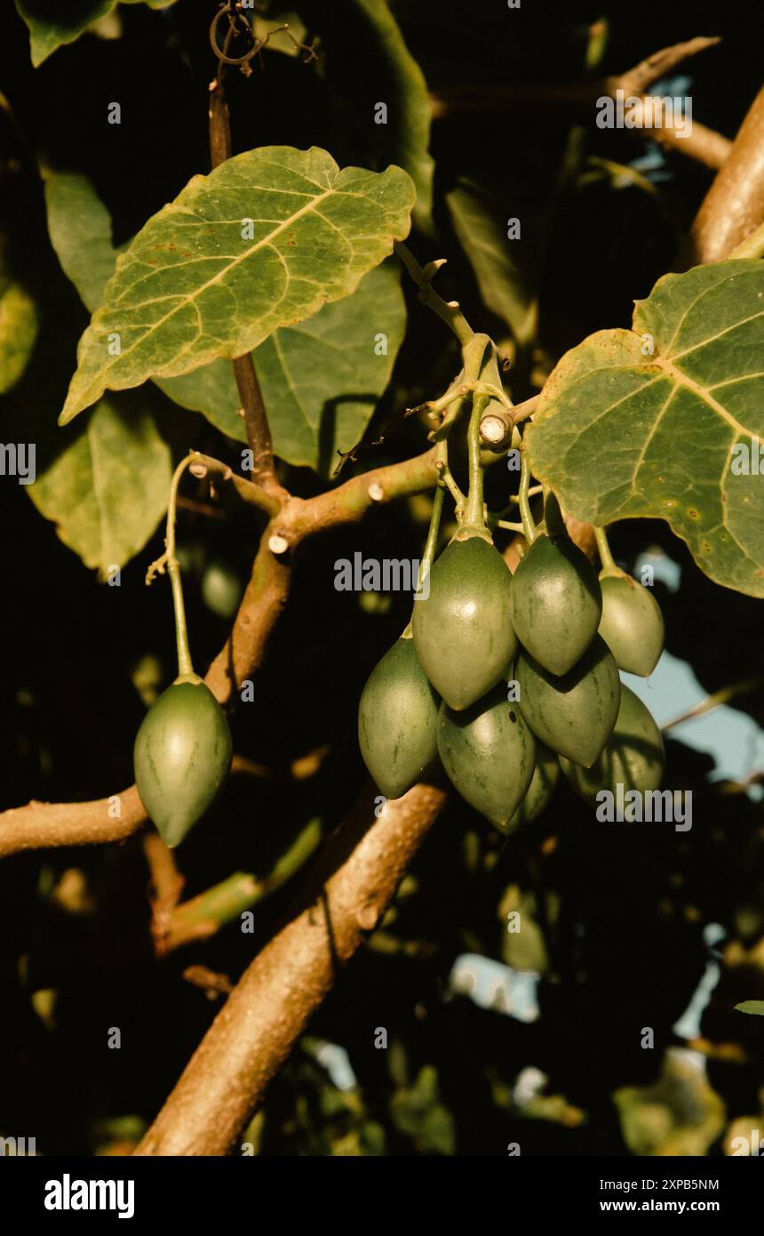 Tamarillo fruit non mûr non cueilli Solanum betaceum Banque D'Images
