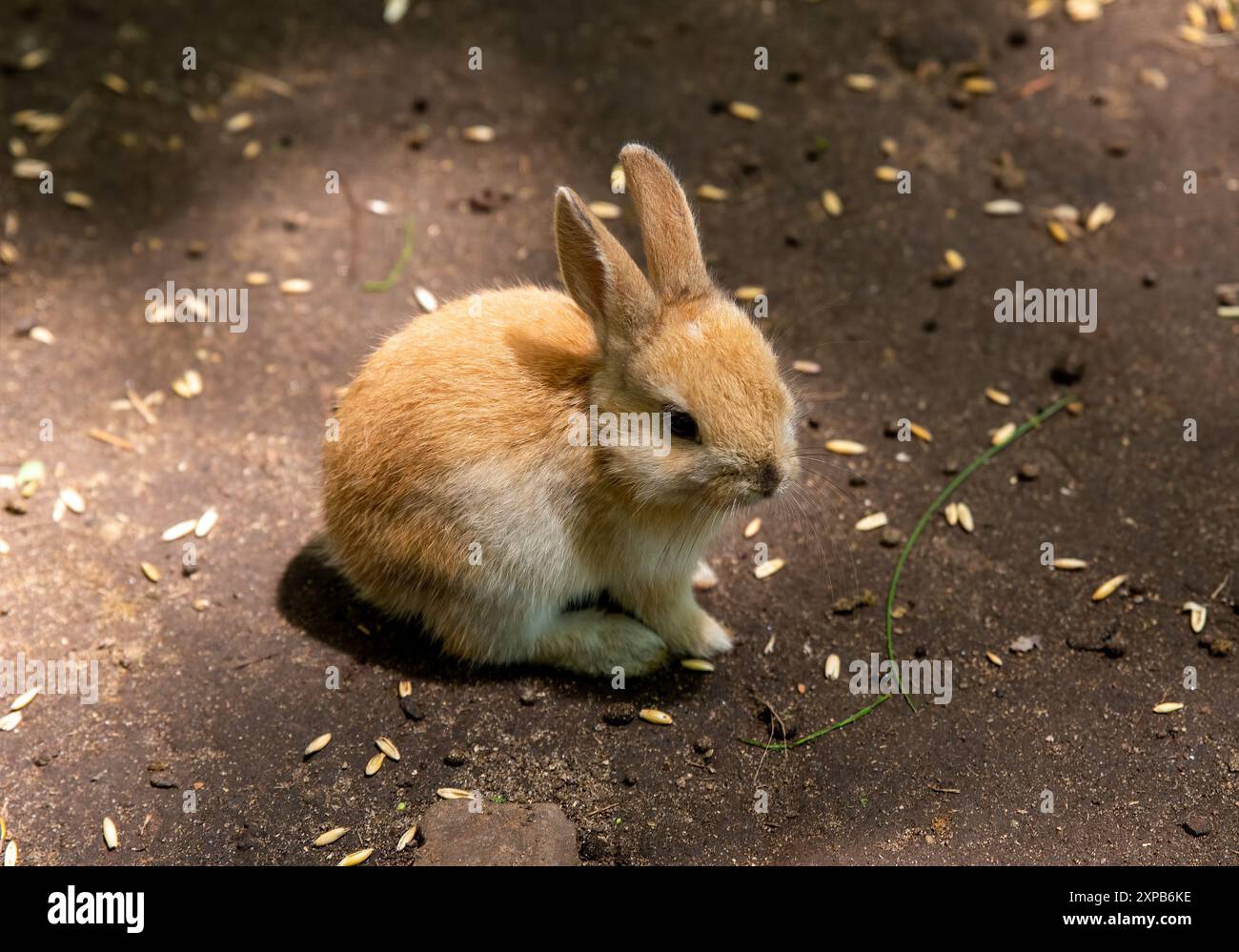 Lapin domestique orange (Oryctolagus cuniculus domesticus) Banque D'Images