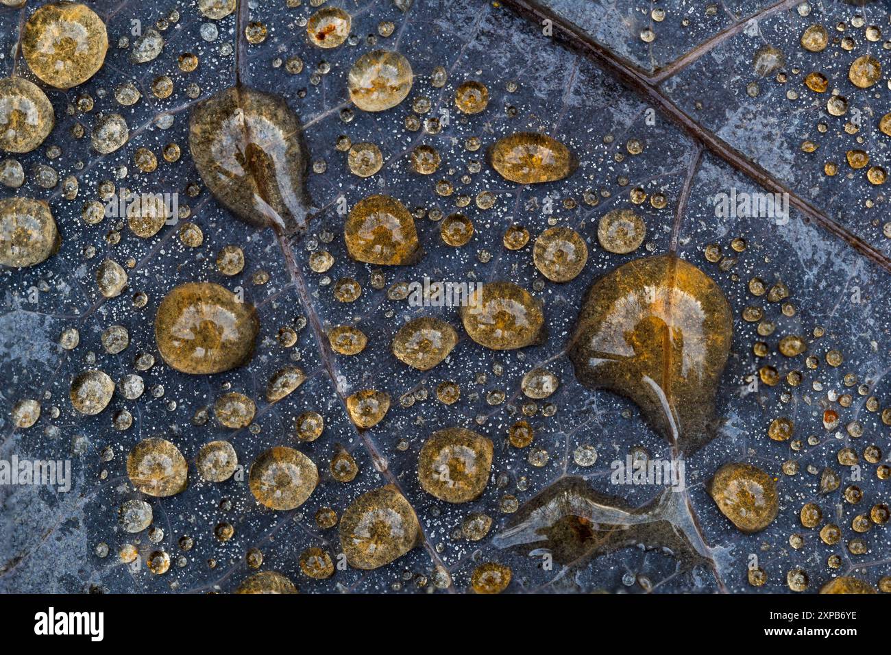 Image abstraite de gouttelettes d'eau sur la feuille d'arbre Banque D'Images