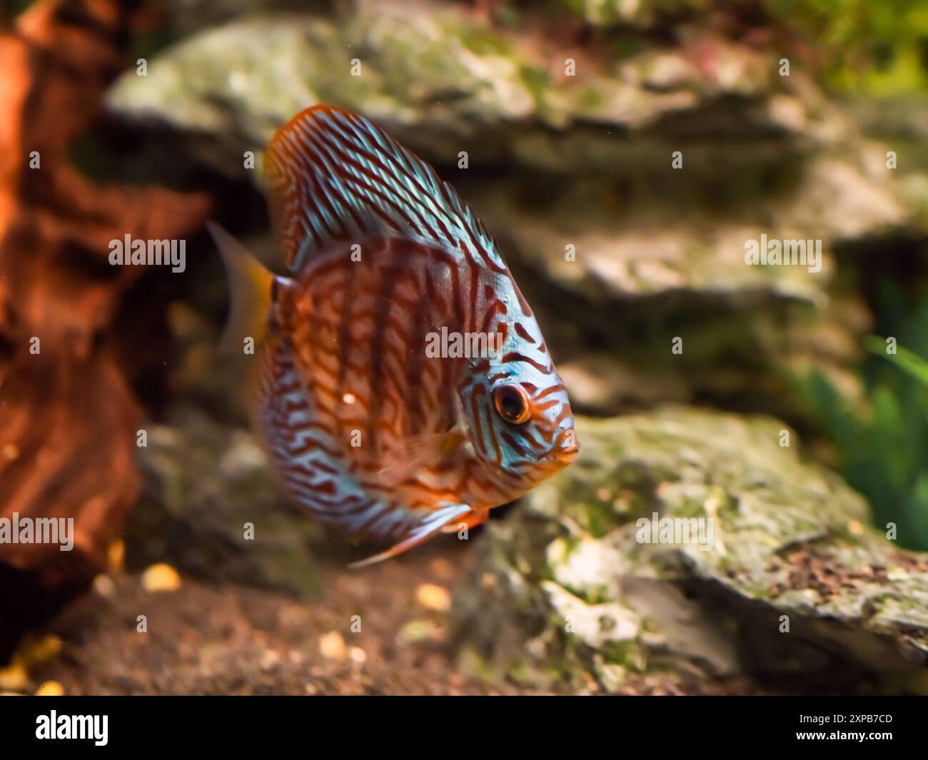 Discus de Symphysodon flottant en cuve. Poissons d'aquarium d'eau douce avec des écailles brillantes. Banque D'Images