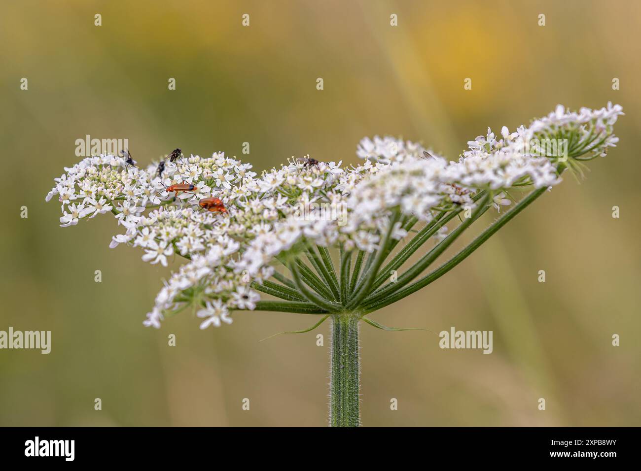 Coléoptères soldats rouges communs sur une fleur dans le Sussex rural, avec une faible profondeur de champ Banque D'Images