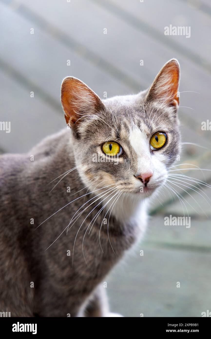 Chat gris et blanc au Hobbit Cafe, Houston, Texas Banque D'Images