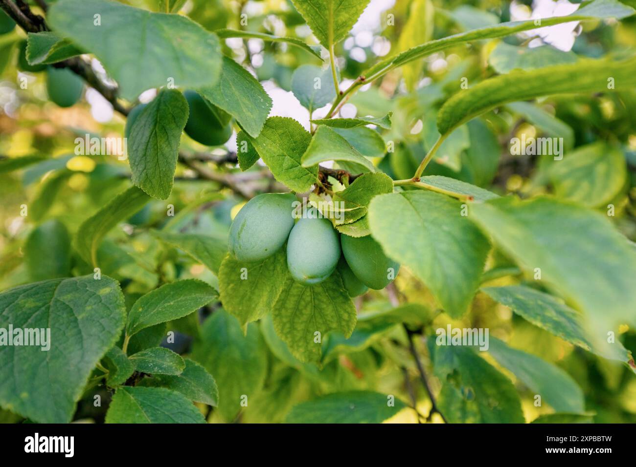 Prune verte non mûre accrochée à une branche dans un verger ensoleillé, mettant en valeur ses couleurs vives sur fond de feuilles vertes luxuriantes. Banque D'Images