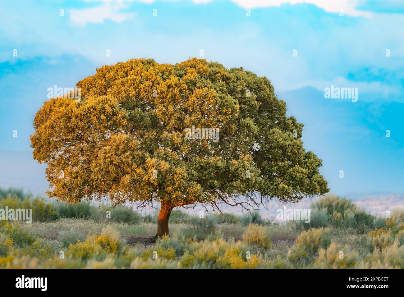 Lonely Holm Oak en Estrémadure Espagne Banque D'Images