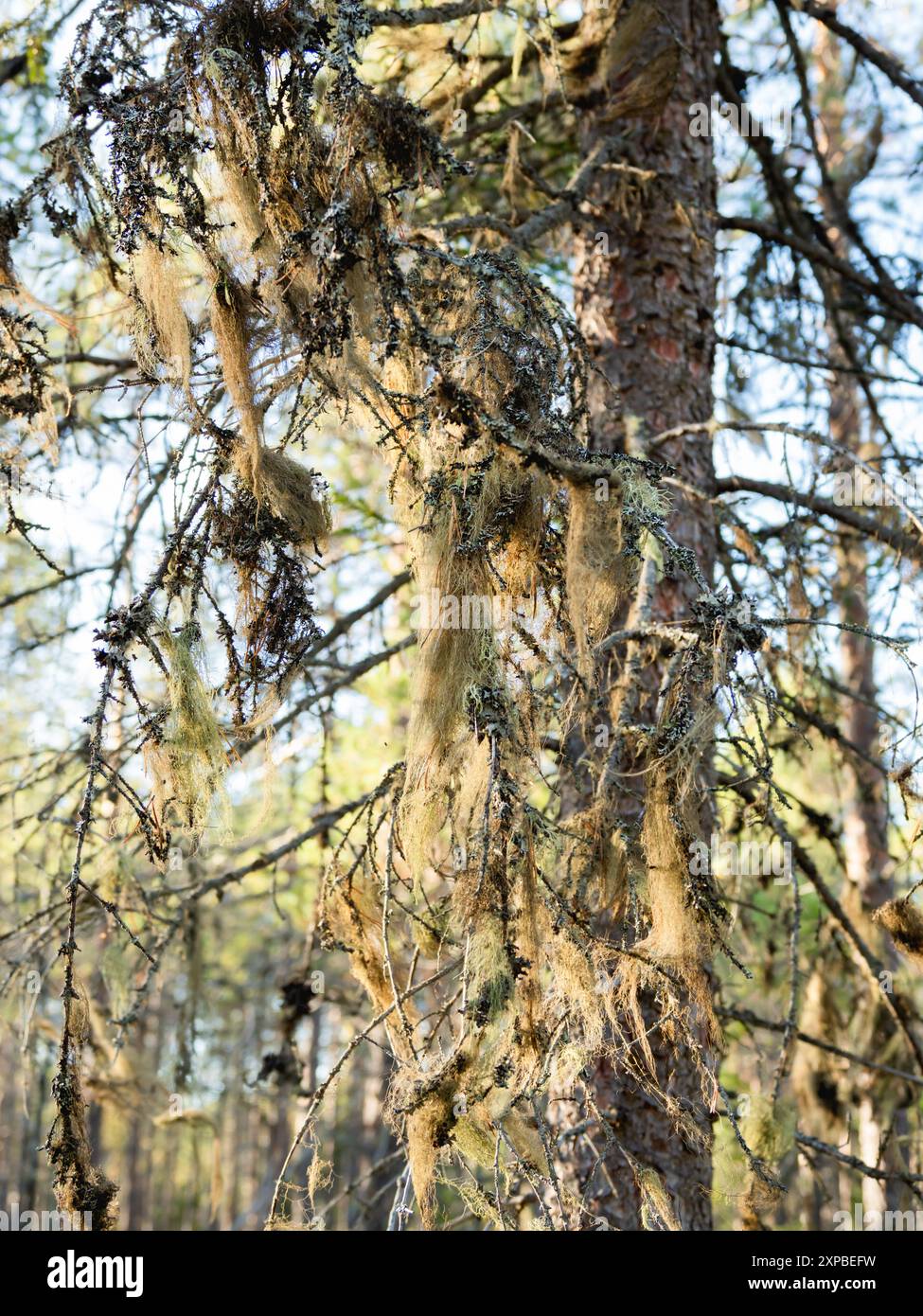Usnea, principalement lichen fruticose vert pâle grisâtre. Indicateur de pureté de l'air naturel et expert. Carélie, Russie. Banque D'Images