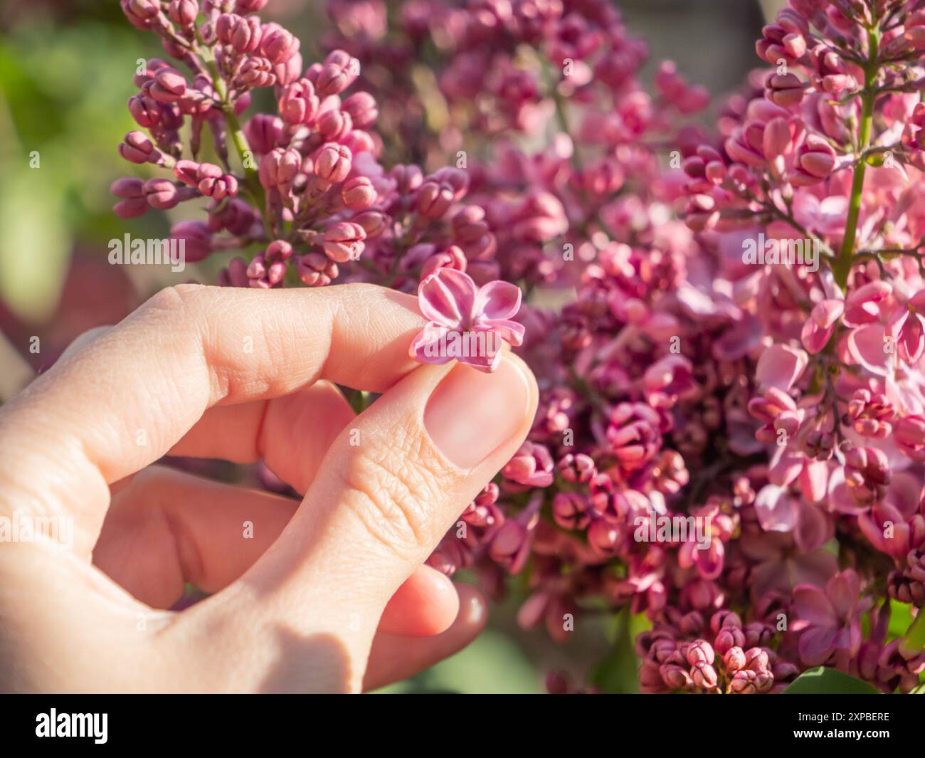 La femme a trouvé une fleur de cinq pétales de lilas rose foncé. Symbole de chance et de fortune au printemps. Arbre à fleurs dans le jardin. Banque D'Images