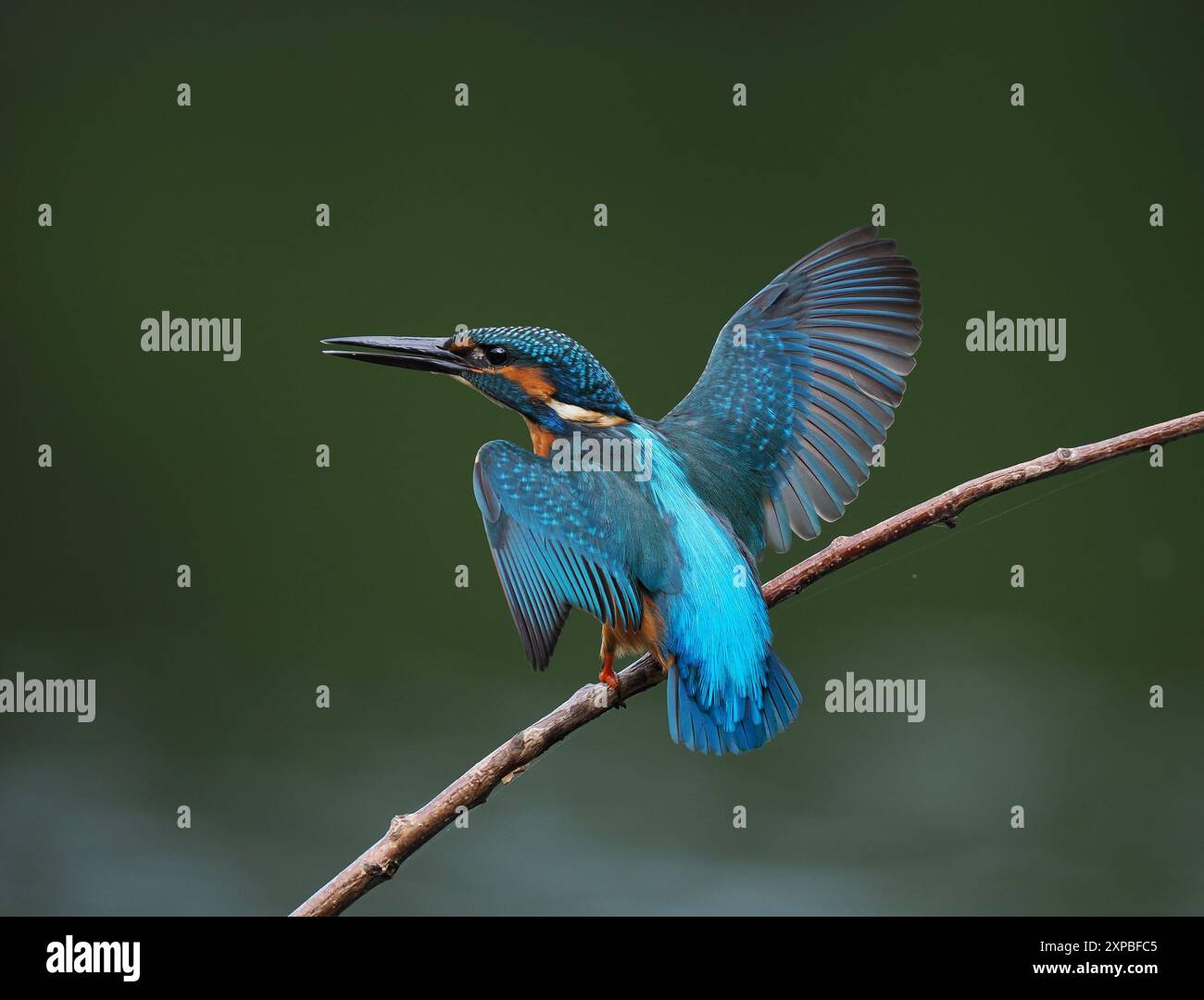 Frère kingfisher rapidement ne se tolérera pas les uns les autres et l'agression entre les juvéniles, les ailes relevées et la poursuite sont courantes. Banque D'Images