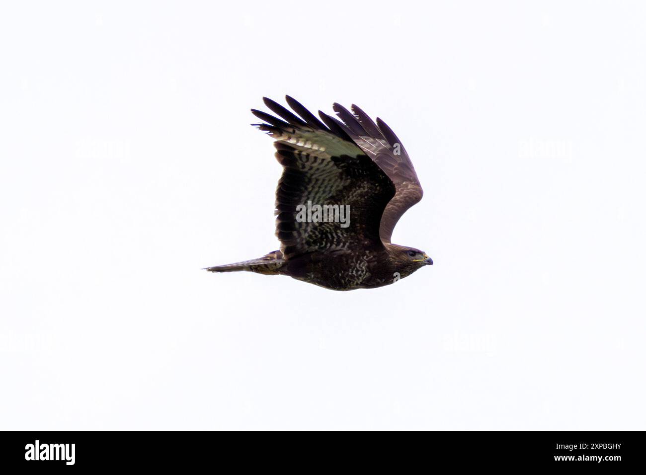 Un majestueux Buzzard commun planant au-dessus de la réserve naturelle de Turvey, Dublin. Reconnaissable à ses larges ailes et à son plumage varié, ce rapace est très répandu Banque D'Images