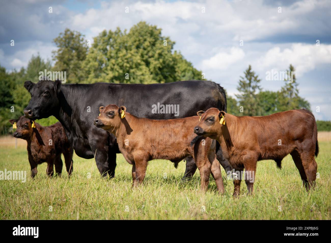 Black angus vache et veau sur prairie Banque D'Images