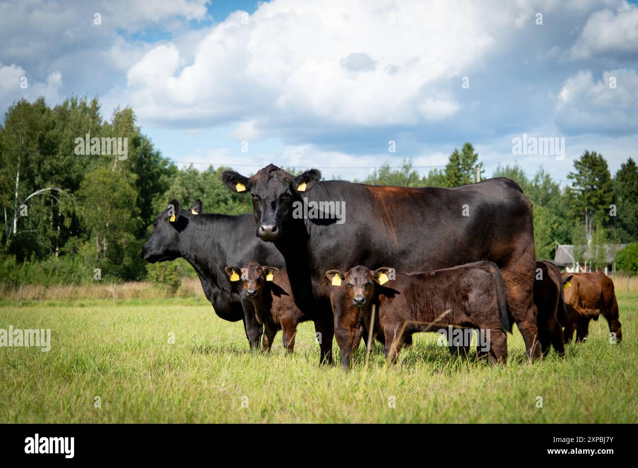 Black angus vache et veau sur prairie Banque D'Images