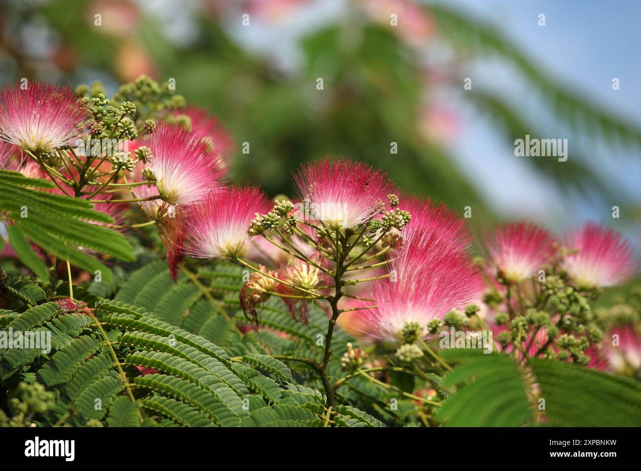 Pinceau rose et blanc Albizia julibrissin, l'arbre à soie persan, arbre à soie rose, ou arbre mimosa en fleur. Banque D'Images