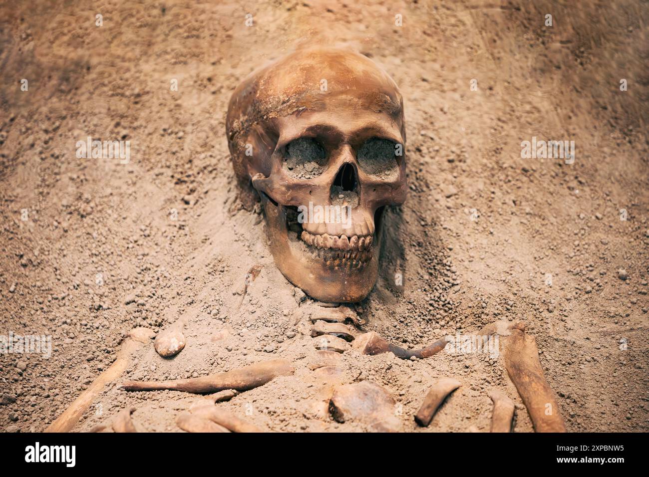 D'anciens crânes et squelettes humains exposés au musée, présentant les découvertes de l'ère néolithique Banque D'Images