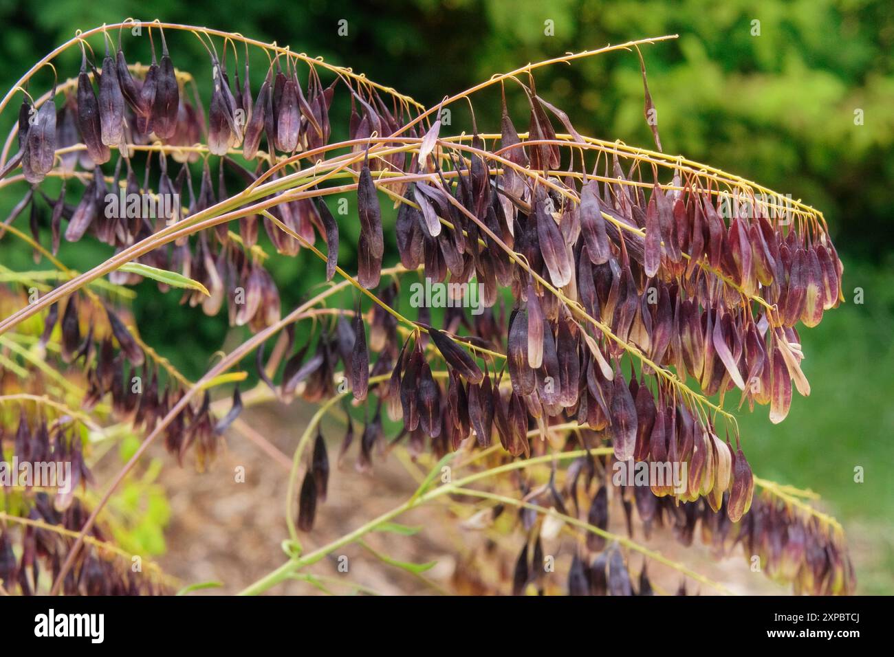 Isatis tinctoria pousse dans les prairies. Jardin de fleurs en été matin. Fleurs romantiques. Jardinage. Banque D'Images