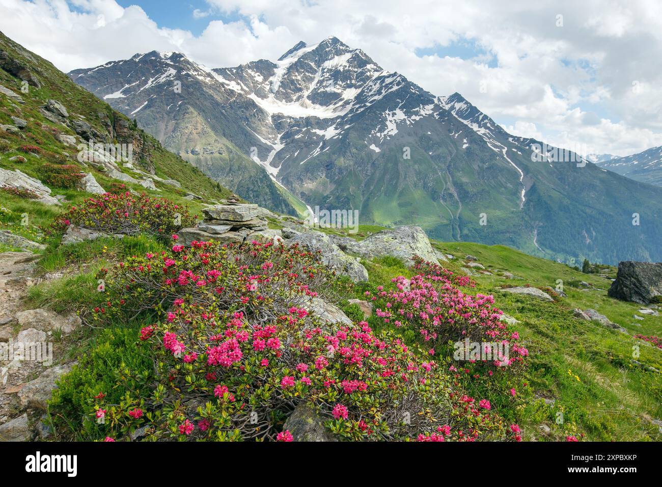 Fleurs de rhododendron en été. Montagne Pizzo Tresero en arrière-plan. Vallée de Forni. Valfurva. Valtellina. Lombardia. Alpes italiennes. Europe. Banque D'Images