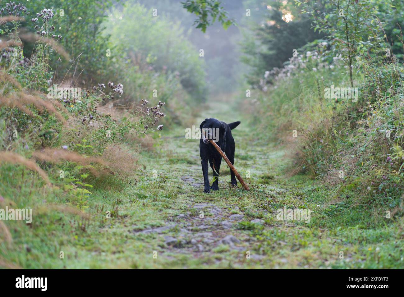 Un chien noir joueur Labrador sur une route forestière avec un bâton. Un animal de compagnie dans un environnement naturel. La joie de la vie d'un chien. Banque D'Images