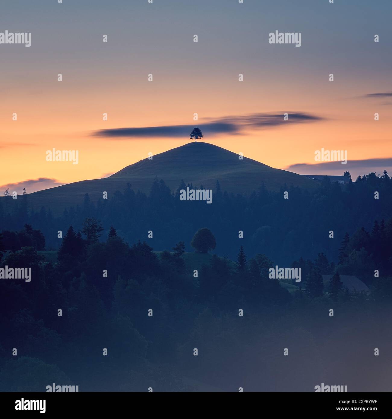 Une photographie carrée 1:1 d'un citron solitaire sur une colline un matin d'été tôt avant le lever du soleil dans l'Emmental, une vallée en Suisse centrale, i Banque D'Images
